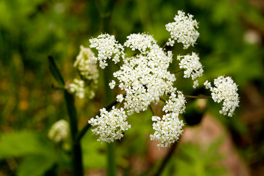 Oxypolis fendleri image