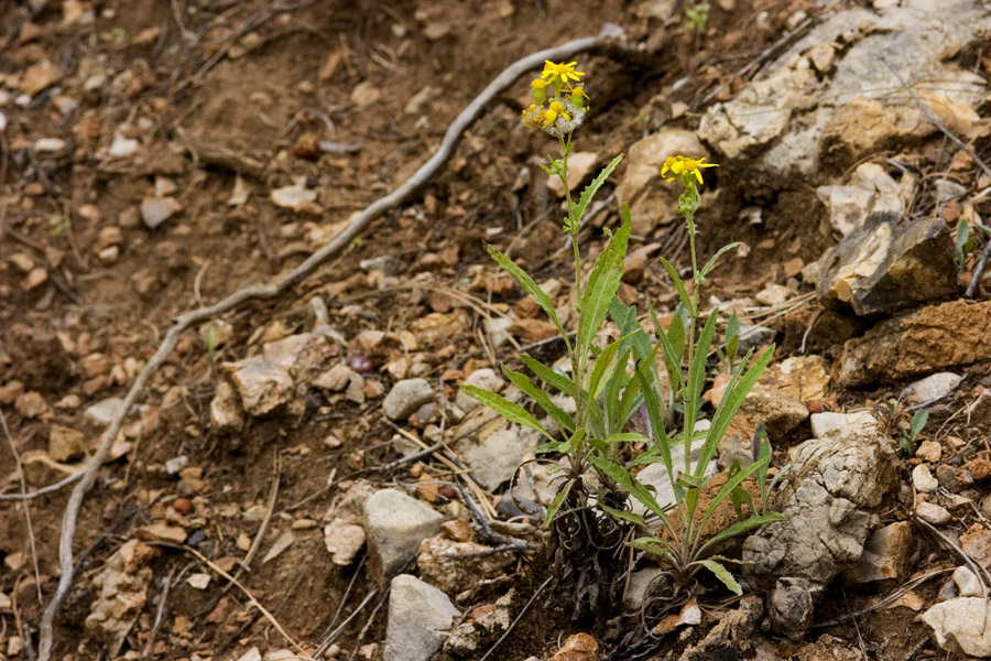 Packera cynthioides image