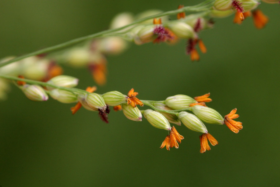 Panicum coloratum image