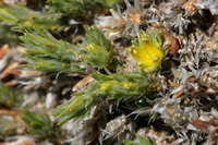 Paronychia sessiliflora image