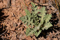 Parthenium confertum image