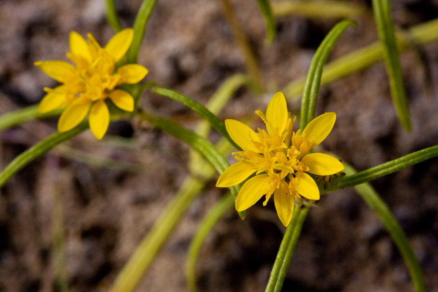 Pectis angustifolia var. angustifolia image