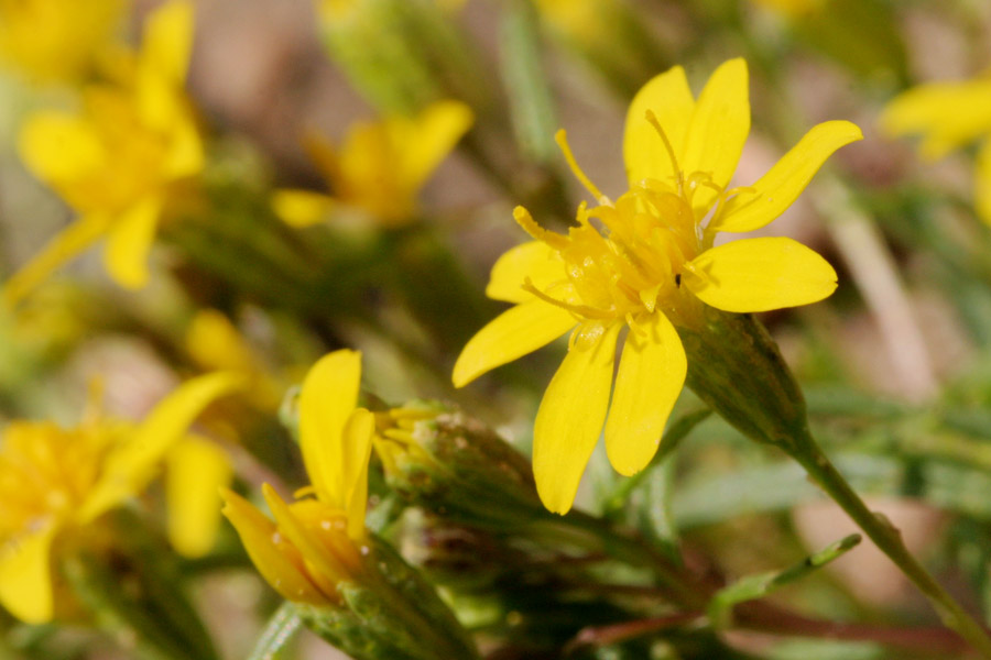 Pectis angustifolia var. tenella image