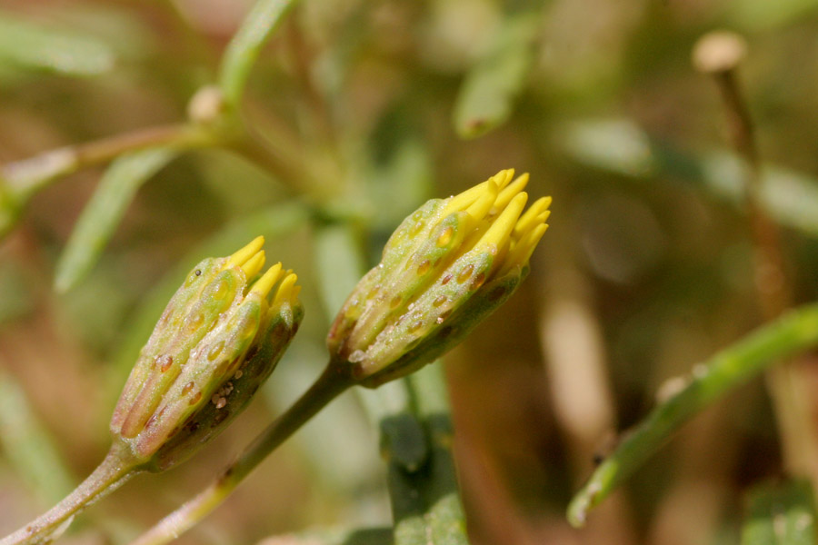 Pectis angustifolia var. tenella image