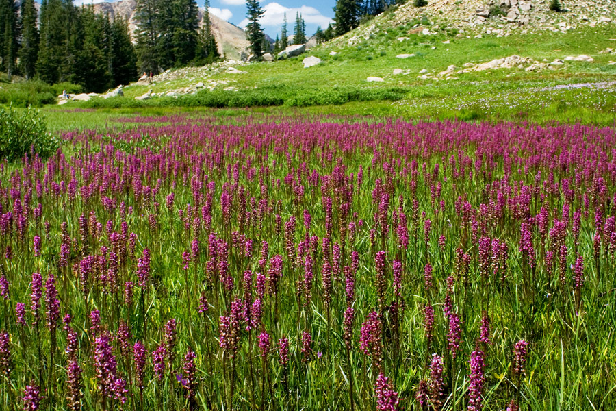 Pedicularis groenlandica image