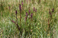 Image of Pedicularis groenlandica