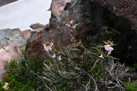 Image of Pedicularis racemosa