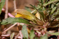 Pedicularis semibarbata image