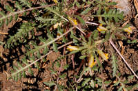 Pedicularis semibarbata image