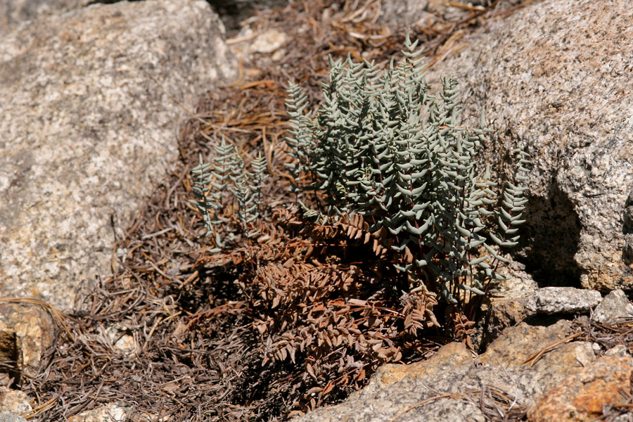 Pellaea bridgesii image