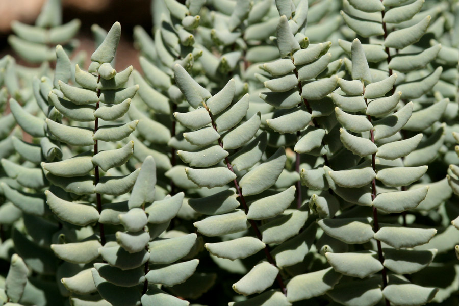 Pellaea bridgesii image