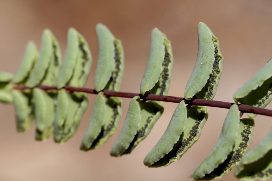 Pellaea bridgesii image