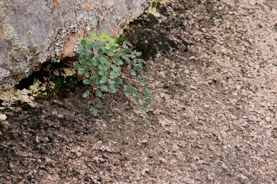 Pellaea ovata image