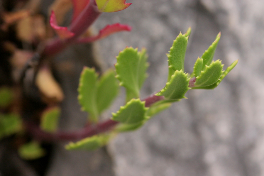 Penstemon baccharifolius image