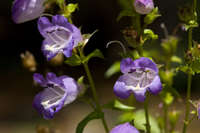 Penstemon campanulatus image