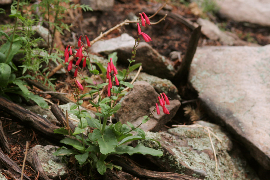 Penstemon cardinalis image