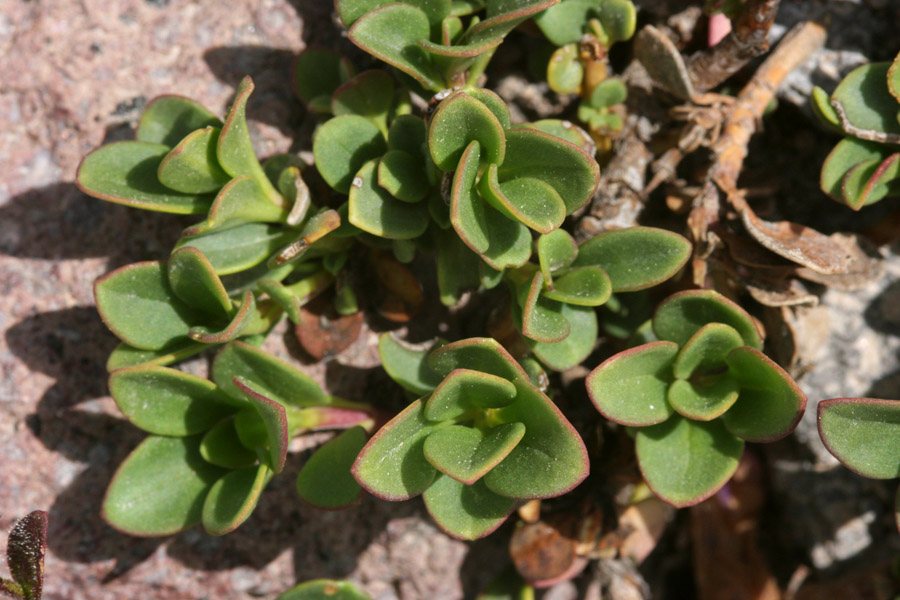 Penstemon davidsonii image