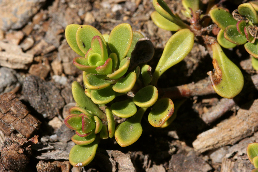 Penstemon davidsonii image