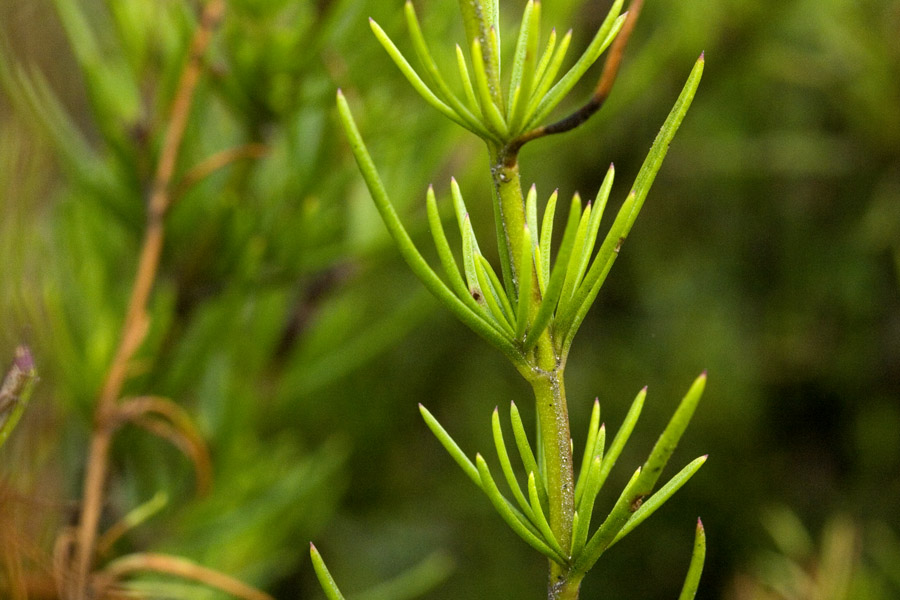 Penstemon fasciculatus image