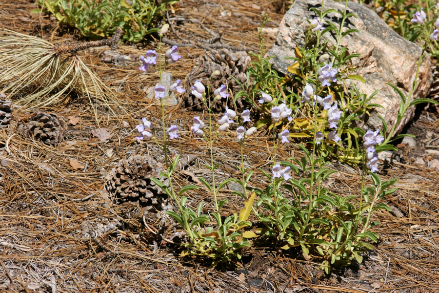 Penstemon grinnellii var. scrophularioides image