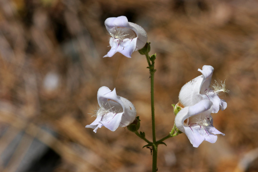 Penstemon grinnellii var. scrophularioides image