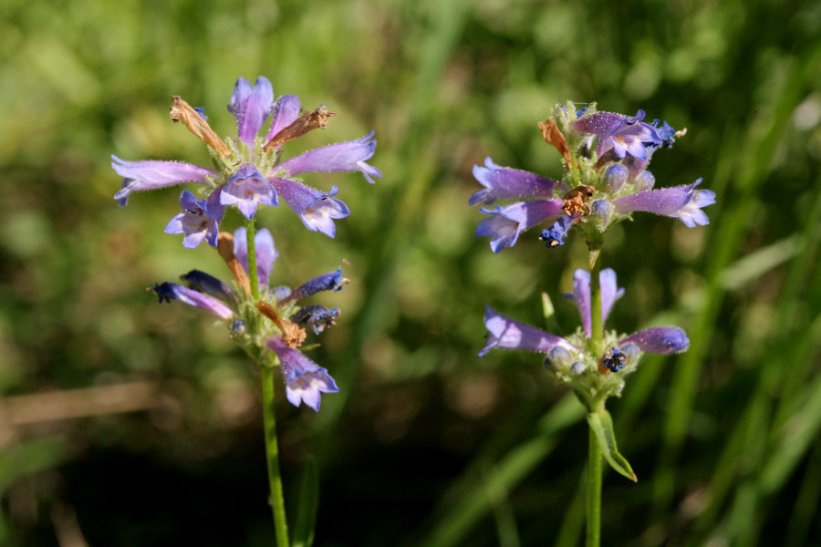 Penstemon heterodoxus image