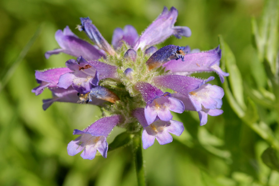 Penstemon heterodoxus image