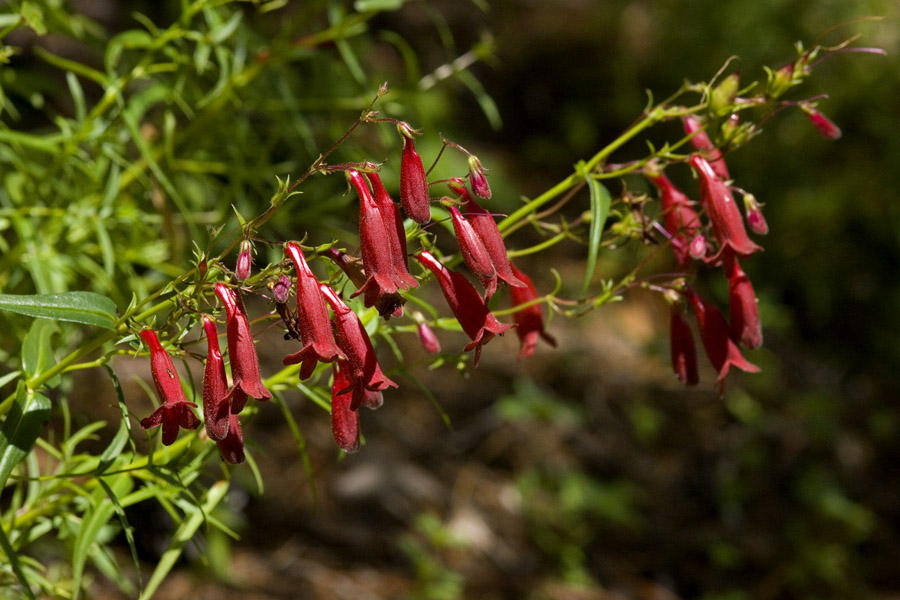 Penstemon kunthii image