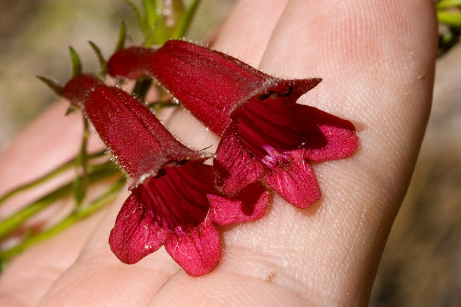 Penstemon kunthii image