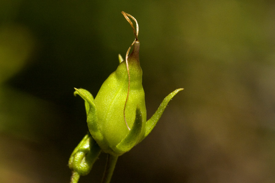 Penstemon kunthii image