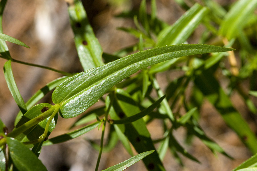 Penstemon kunthii image