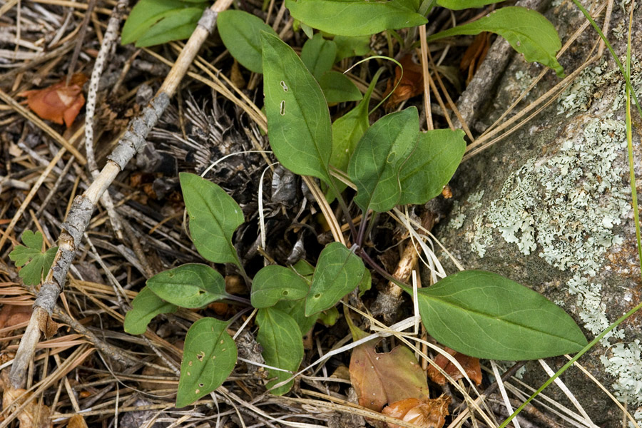 Penstemon metcalfei image