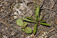 Penstemon miniatus image