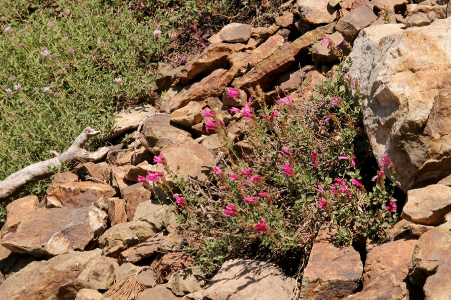 Penstemon newberryi image