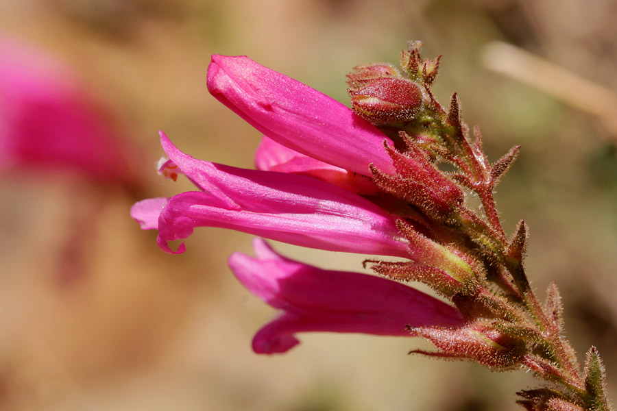 Penstemon newberryi image