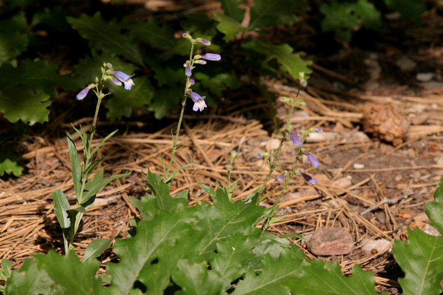 Penstemon inflatus image