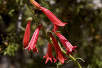 Penstemon ramosus image