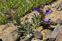 Penstemon speciosus image