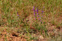 Penstemon strictus image