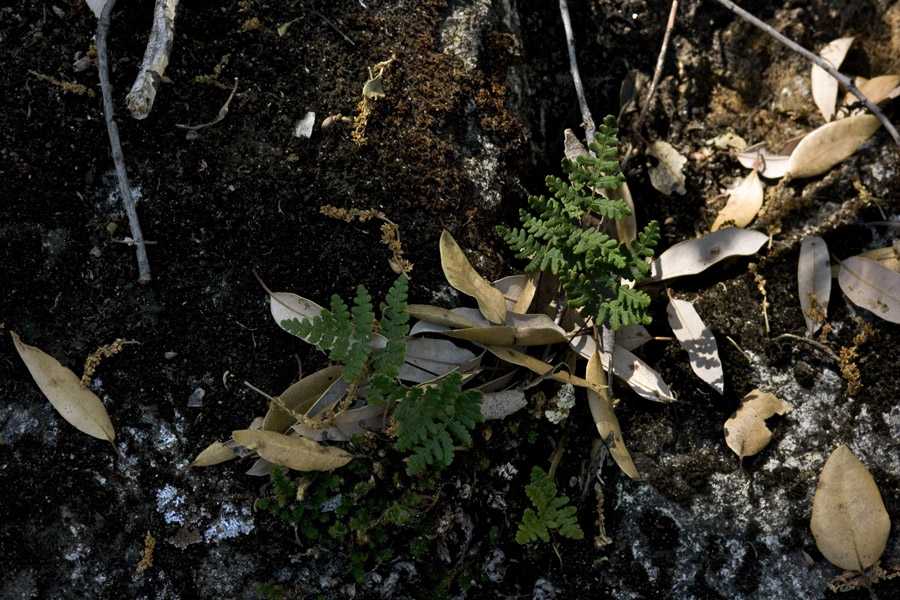 Pentagramma triangularis subsp. triangularis image
