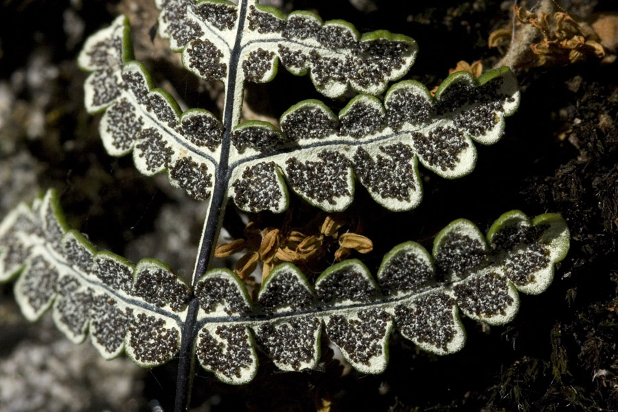 Pentagramma triangularis subsp. triangularis image