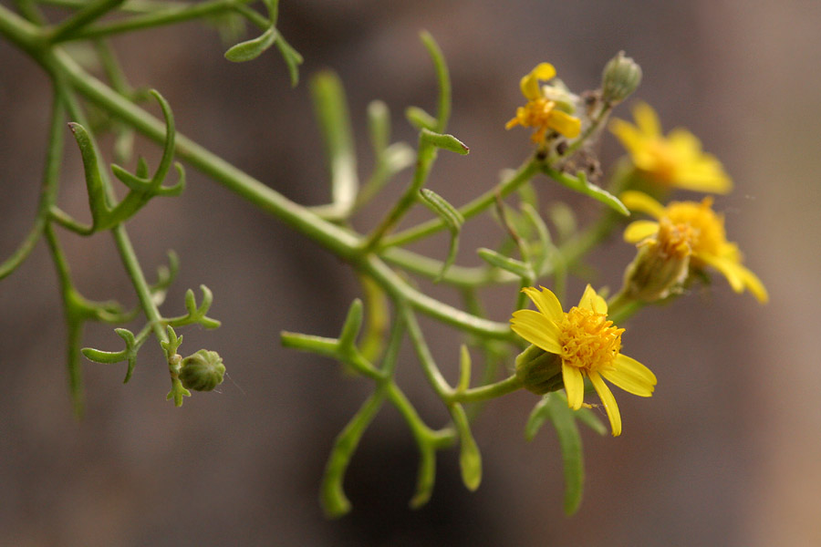 Perityle staurophylla image