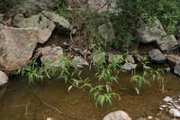 Persicaria lapathifolia image