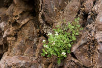 Phacelia rupestris image