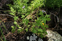 Phacelia rupestris image