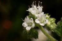 Phacelia rupestris image