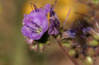 Phacelia bombycina image