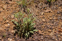 Phacelia heterophylla image