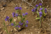 Phacelia humilis image