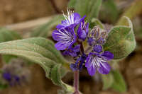 Phacelia humilis image